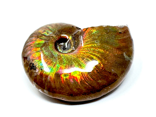 Rainbow Iridescent Ammonite Fossil 5cm