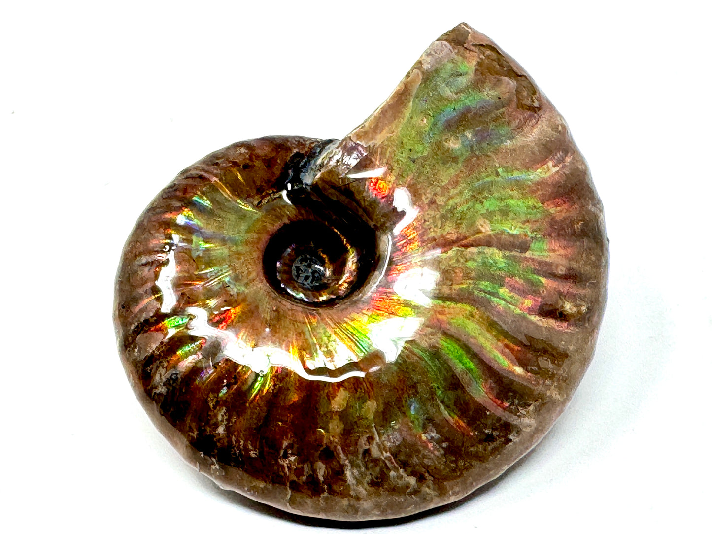 Rainbow Iridescent Ammonite Fossil 5.2cm