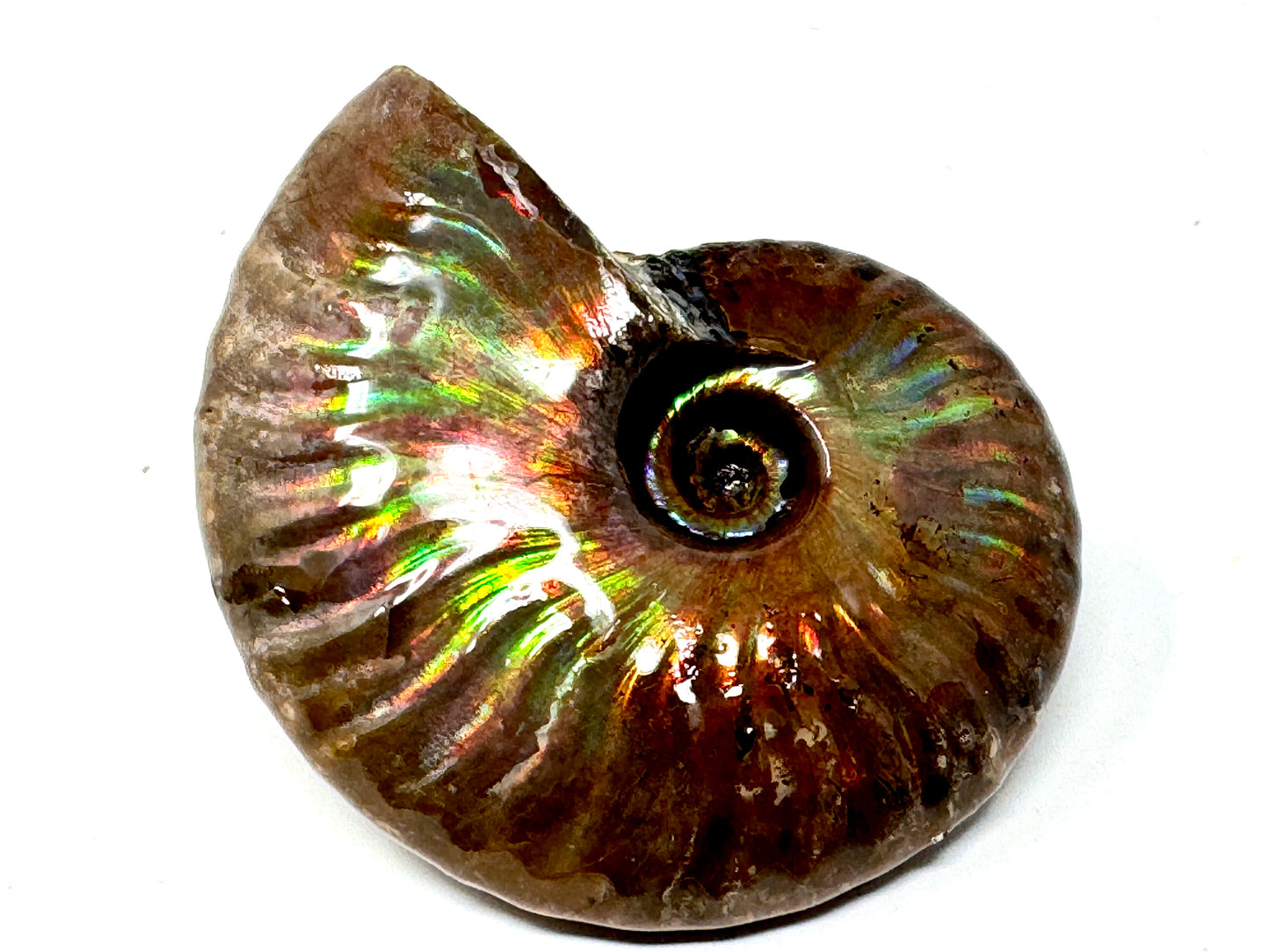 Rainbow Iridescent Ammonite Fossil 5.2cm