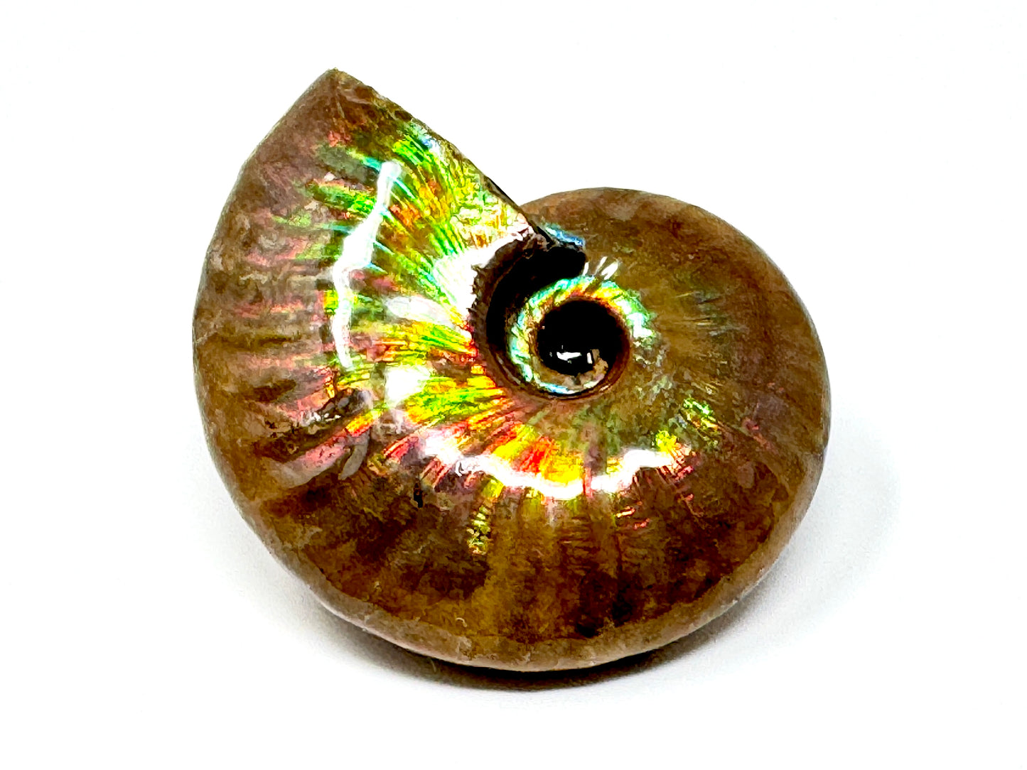 Rainbow Iridescent Ammonite Fossil 4.8cm