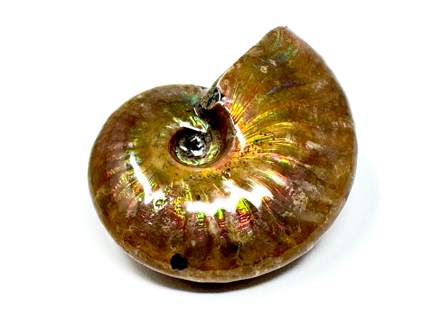 Rainbow Iridescent Ammonite Fossil 4.8cm