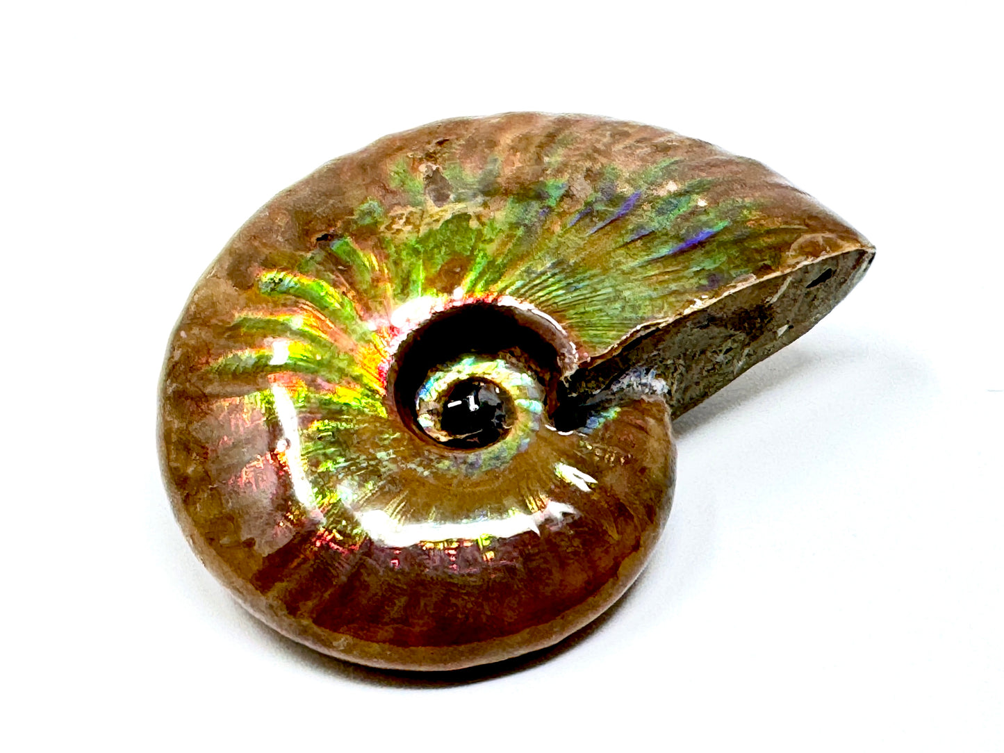 Rainbow Iridescent Ammonite Fossil 4.8cm