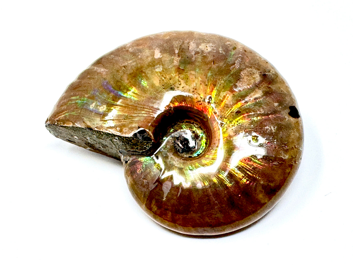 Rainbow Iridescent Ammonite Fossil 4.8cm