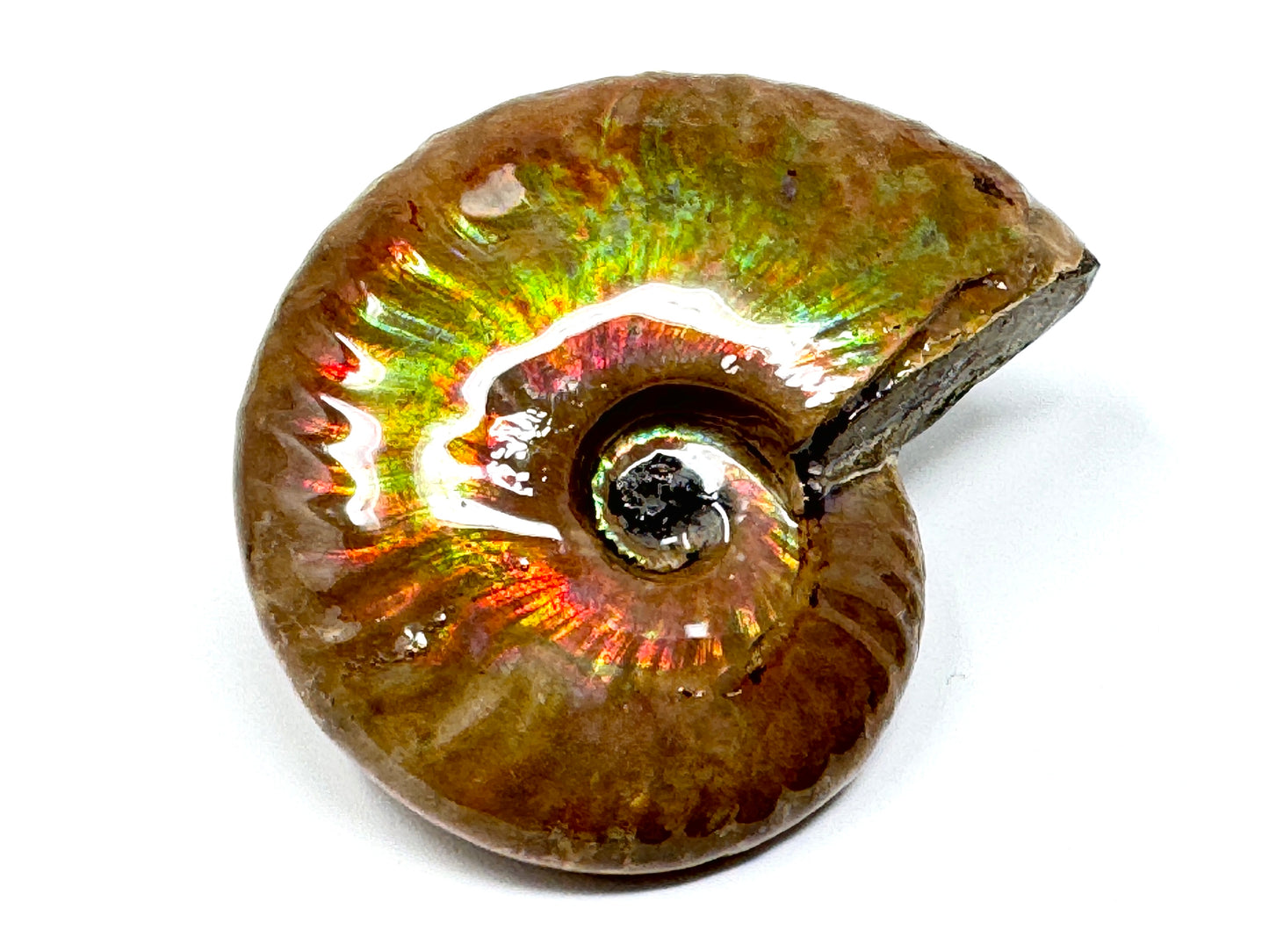 Rainbow Iridescent Ammonite Fossil 5.4cm