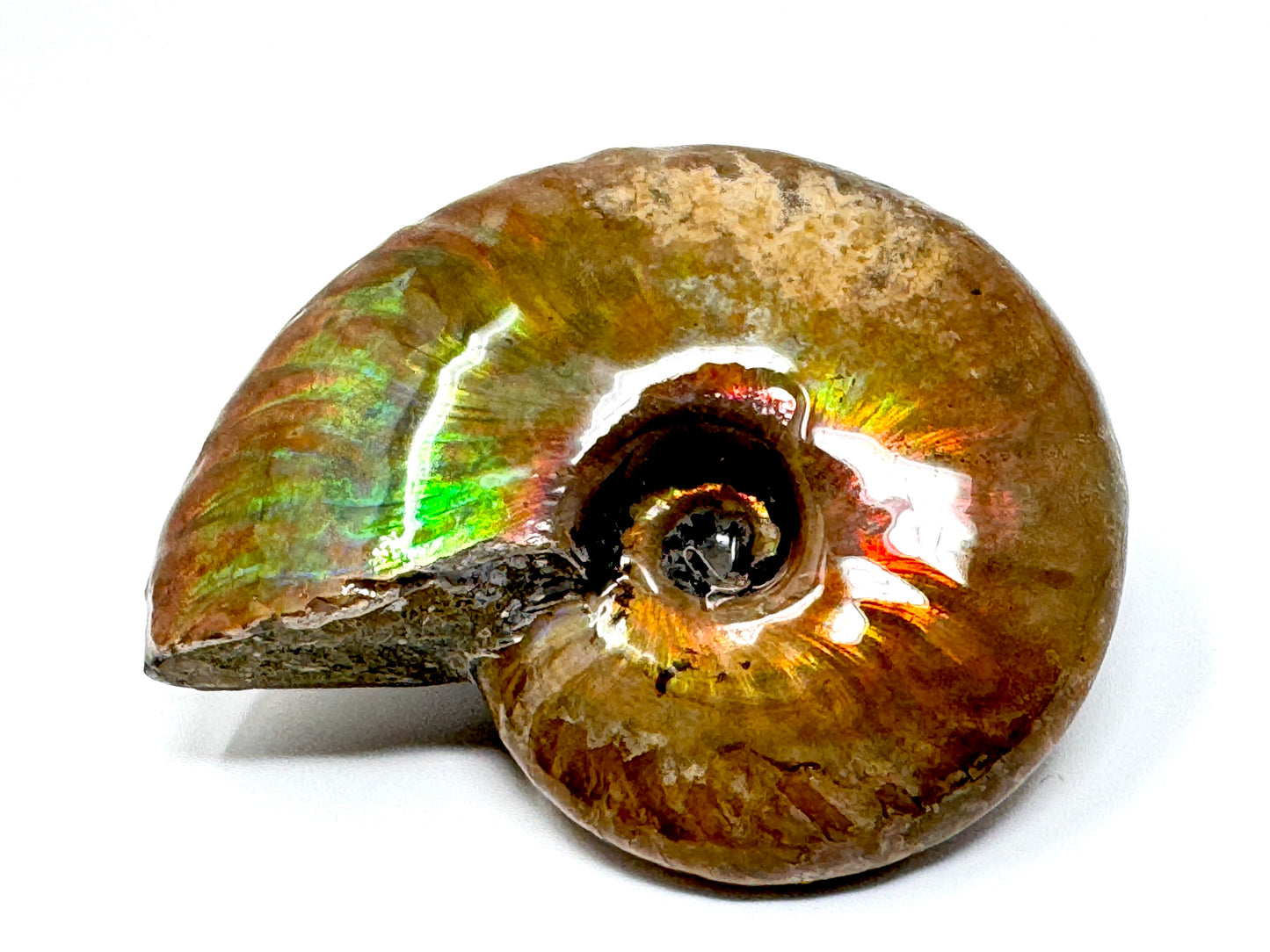 Rainbow Iridescent Ammonite Fossil 5.4cm