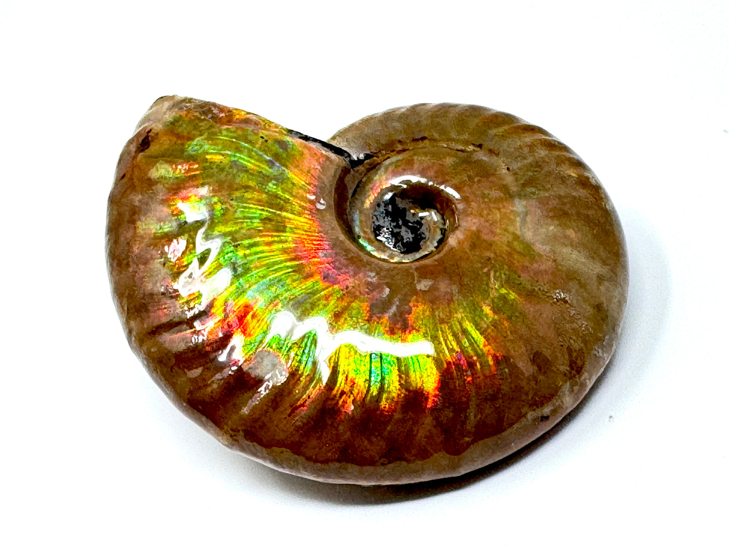 Rainbow Iridescent Ammonite Fossil 5.4cm