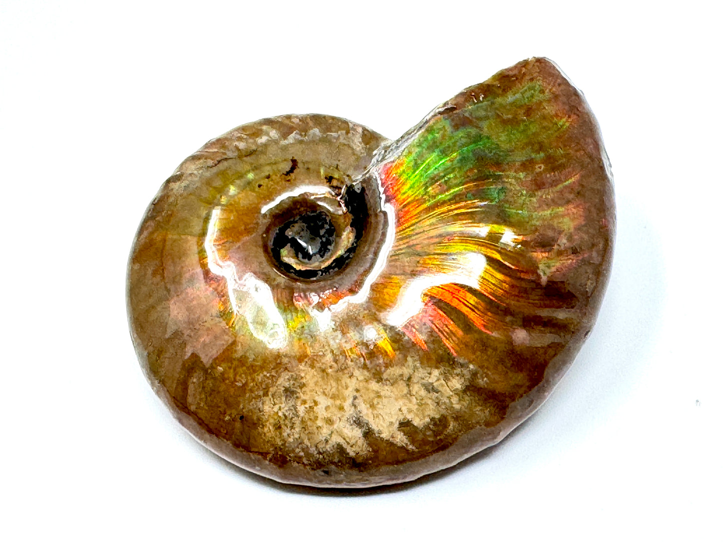 Rainbow Iridescent Ammonite Fossil 5.4cm