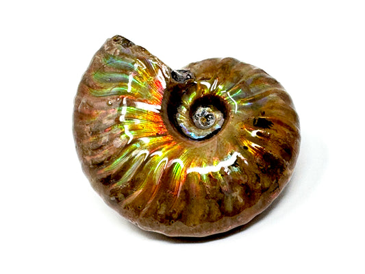 Rainbow Iridescent Ammonite Fossil 5cm