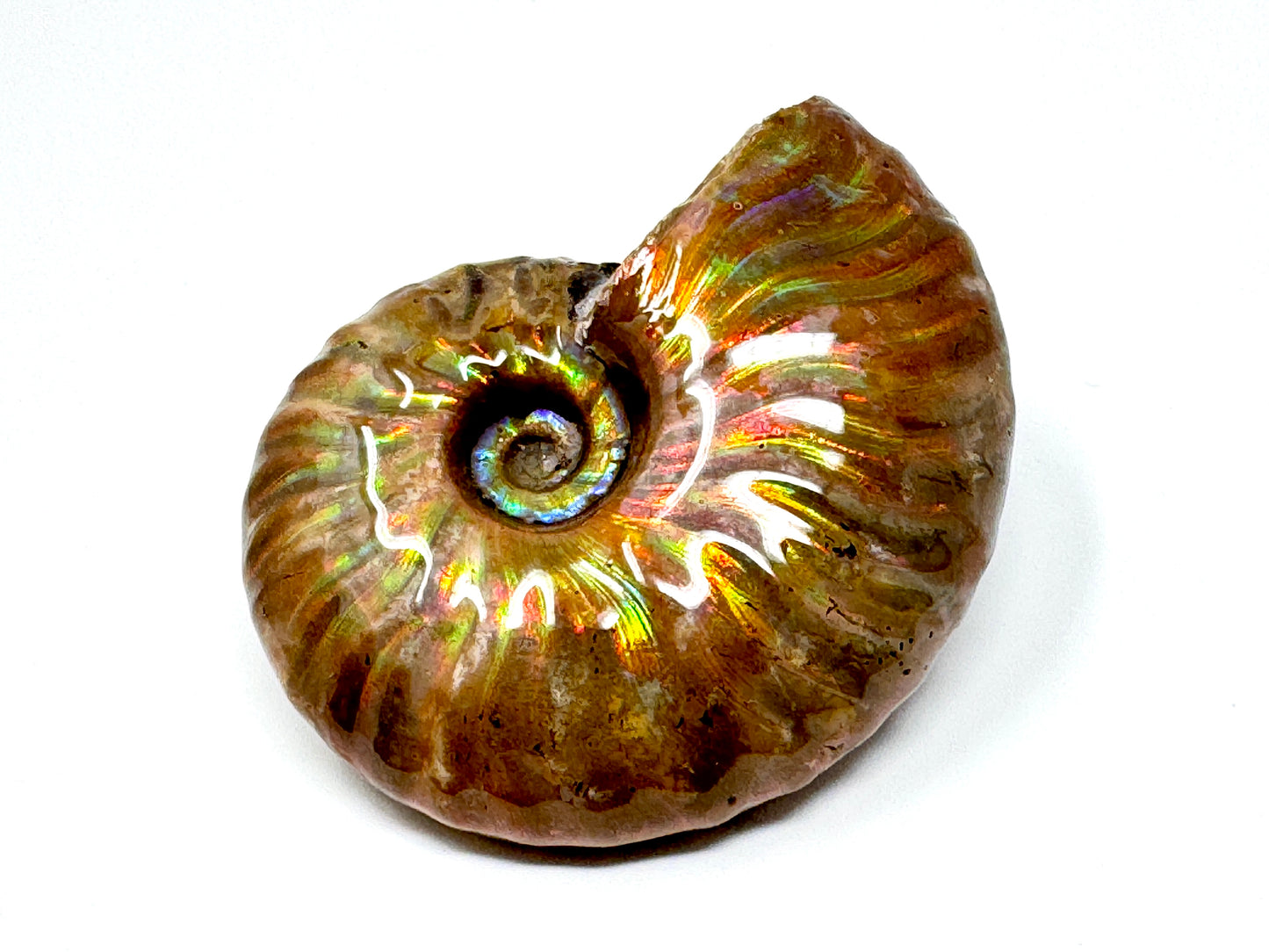 Rainbow Iridescent Ammonite Fossil 5cm