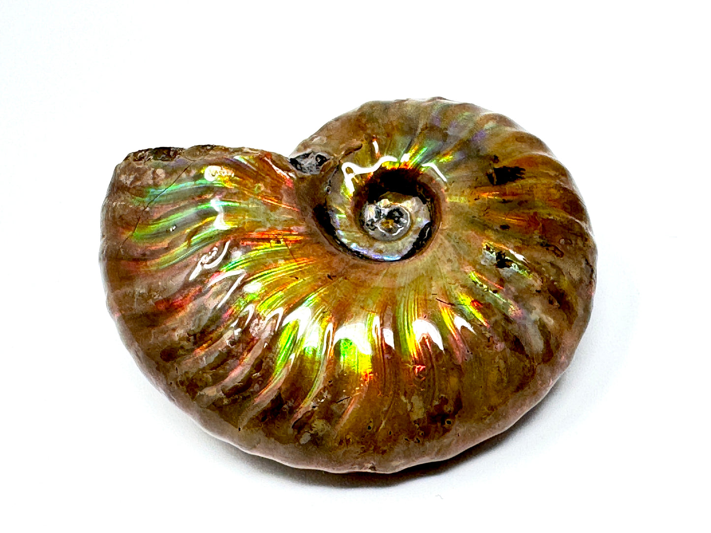 Rainbow Iridescent Ammonite Fossil 5cm