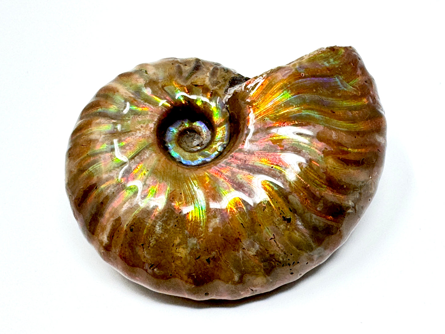 Rainbow Iridescent Ammonite Fossil 5cm