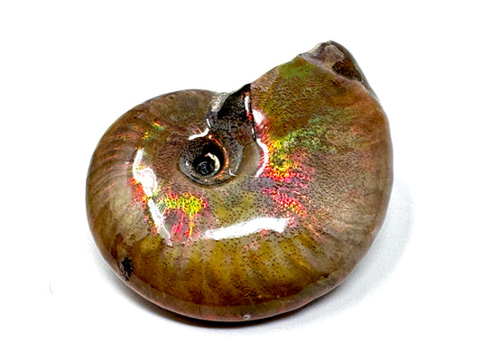 Rainbow Iridescent Ammonite Fossil 4.6cm