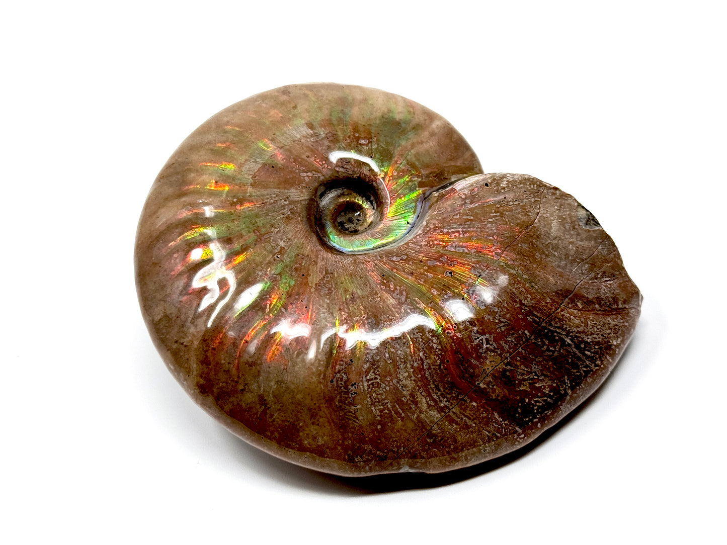 Large Rainbow Iridescent Ammonite Fossil 11cm