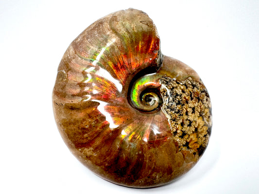 Large Rainbow Iridescent Ammonite Fossil 11cm