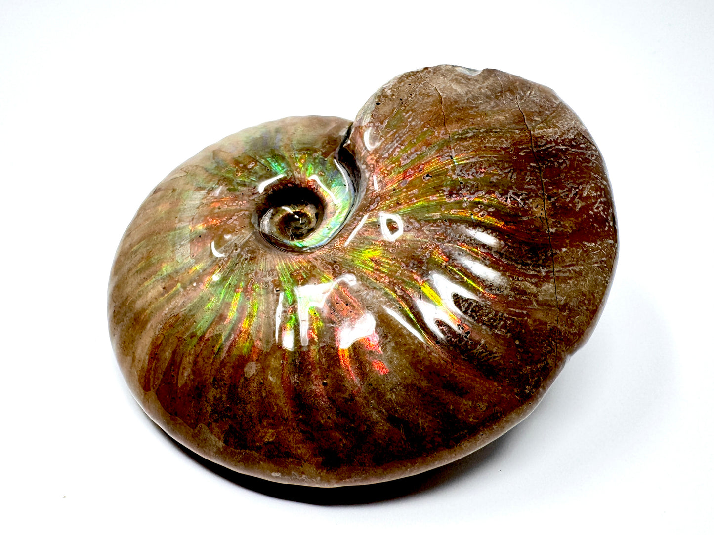 Large Rainbow Iridescent Ammonite Fossil 11cm