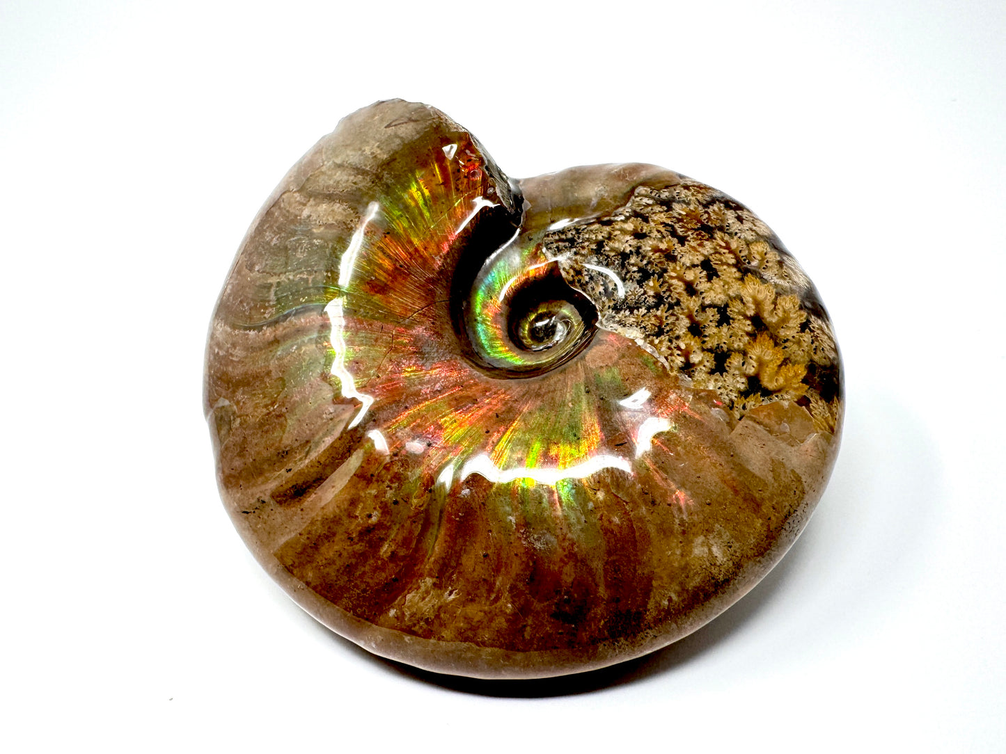 Large Rainbow Iridescent Ammonite Fossil 11cm