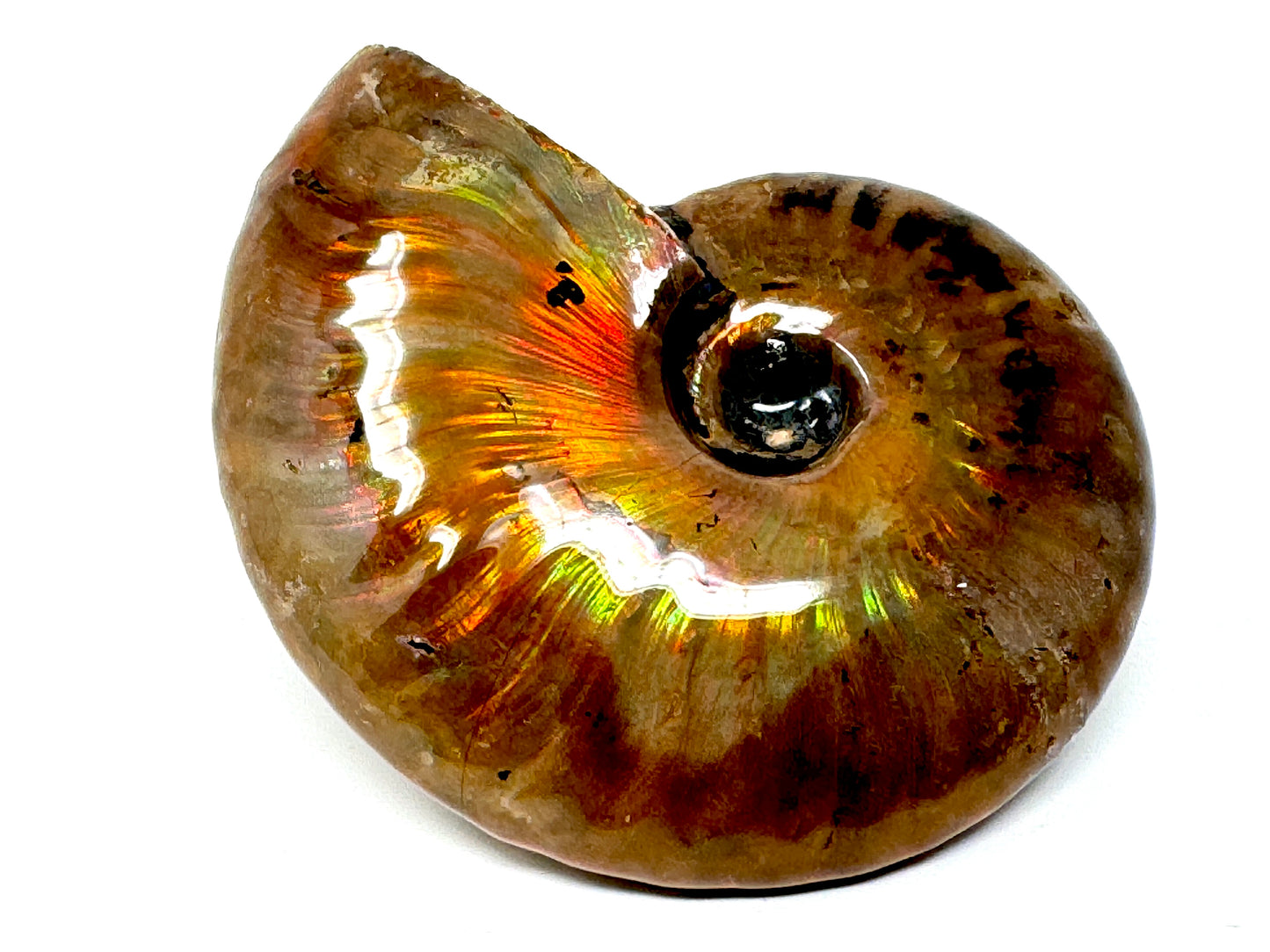 Rainbow Iridescent Ammonite Fossil 5.5cm