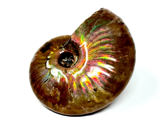 Rainbow Iridescent Ammonite Fossil 5.5cm