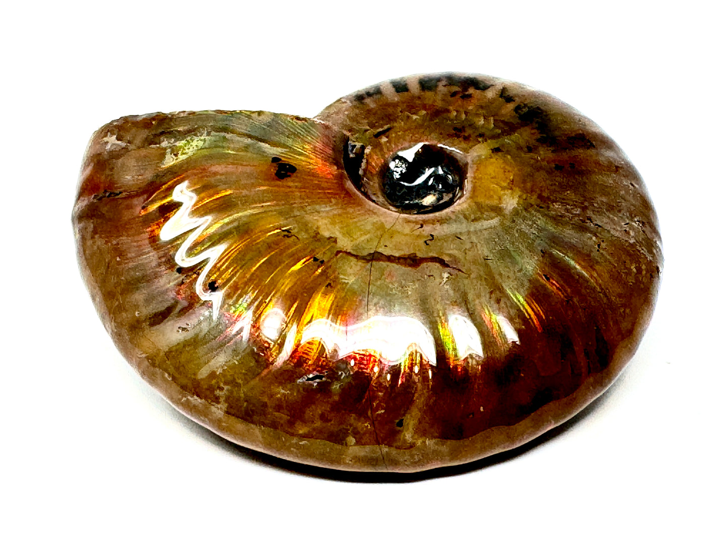 Rainbow Iridescent Ammonite Fossil 5.5cm