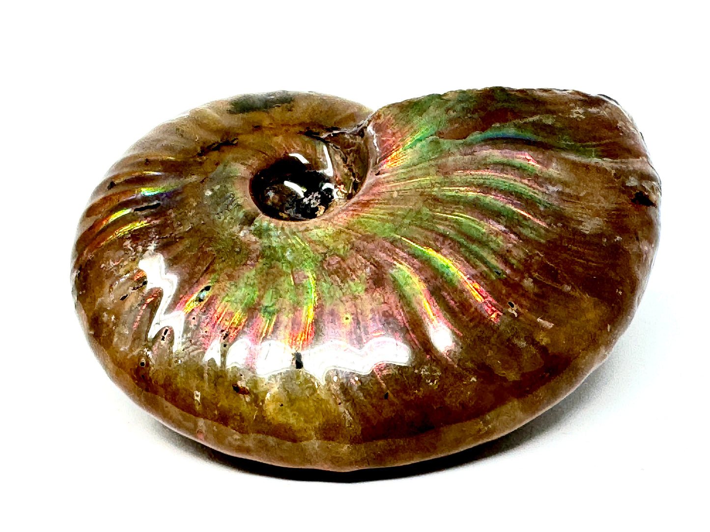 Rainbow Iridescent Ammonite Fossil 5.5cm