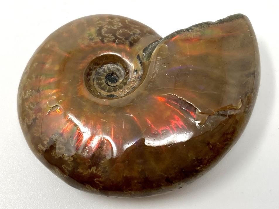 Red Iridescent Ammonite Fossil 4.8cm