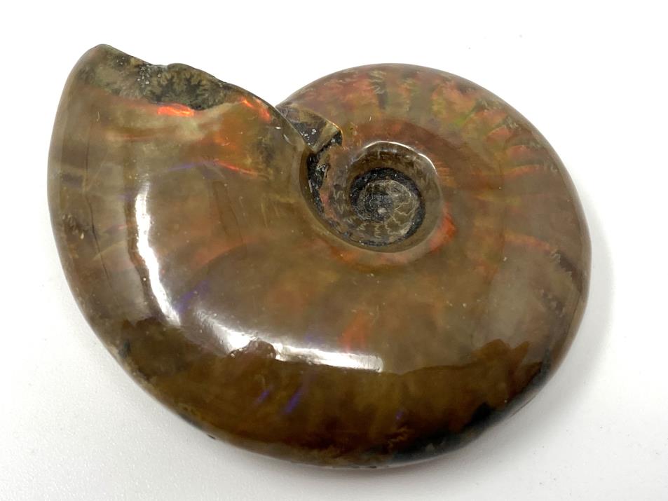 Red Iridescent Ammonite Fossil 4.8cm