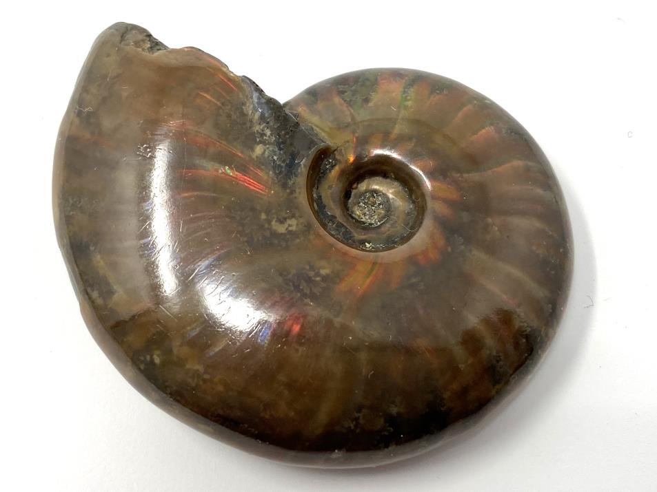 Red Iridescent Ammonite Fossil 5.3cm