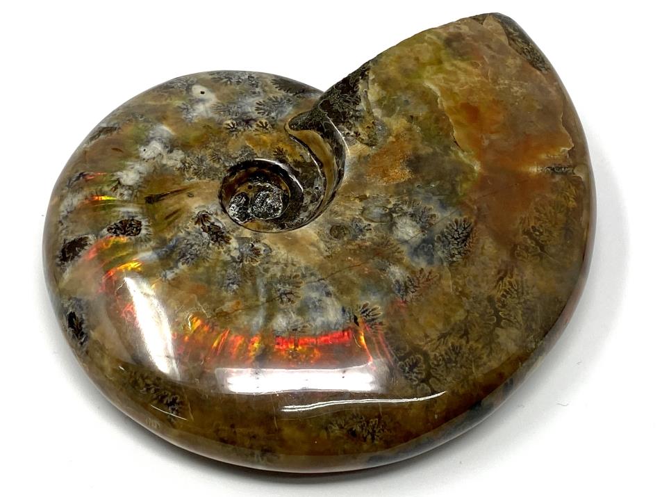 Red Iridescent Ammonite Fossil Large 12.5cm