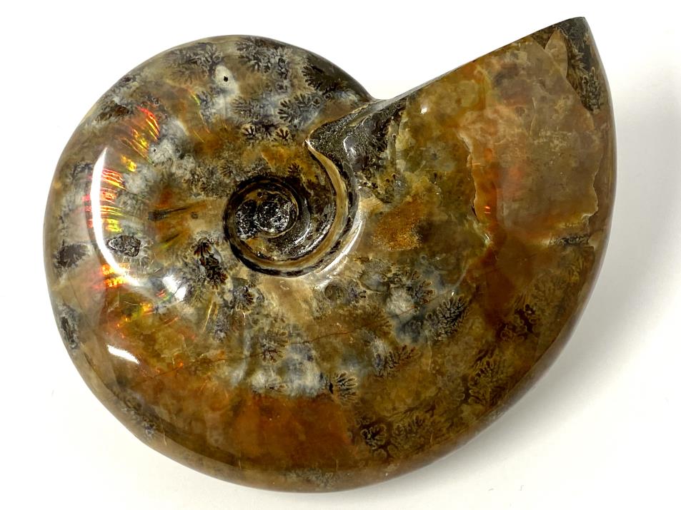 Red Iridescent Ammonite Fossil Large 12.5cm