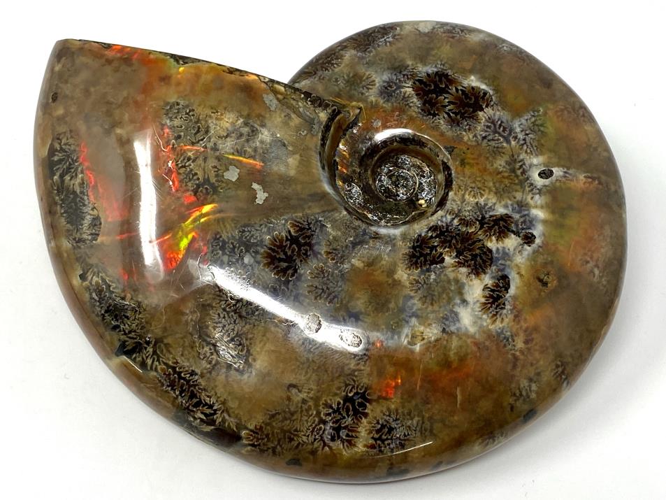 Red Iridescent Ammonite Fossil Large 12.5cm