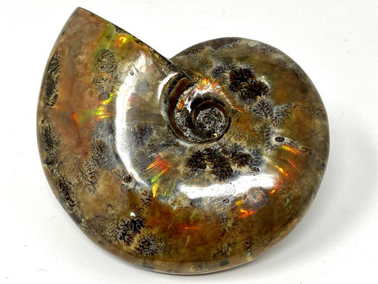 Red Iridescent Ammonite Fossil Large 12.5cm