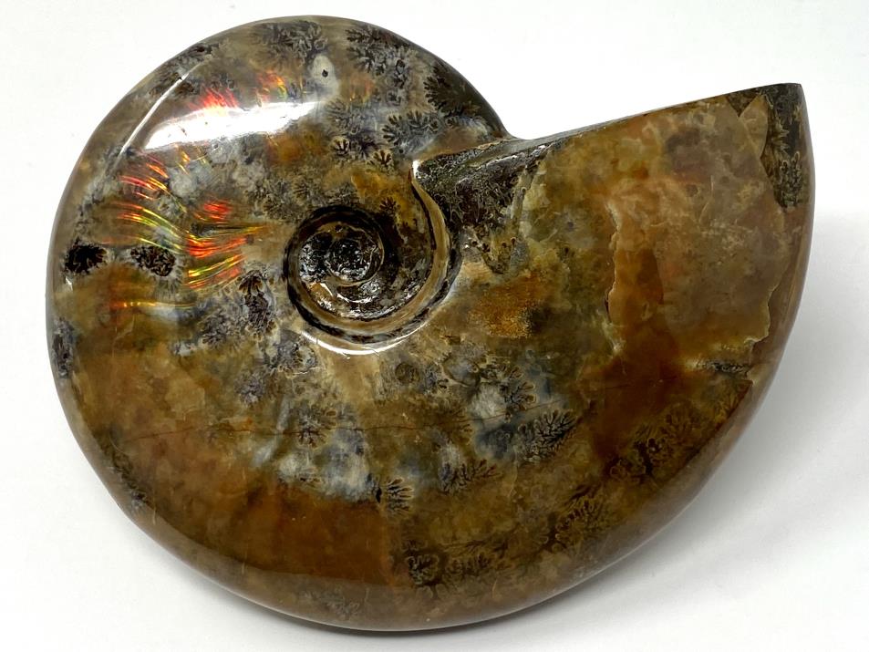 Red Iridescent Ammonite Fossil Large 12.5cm