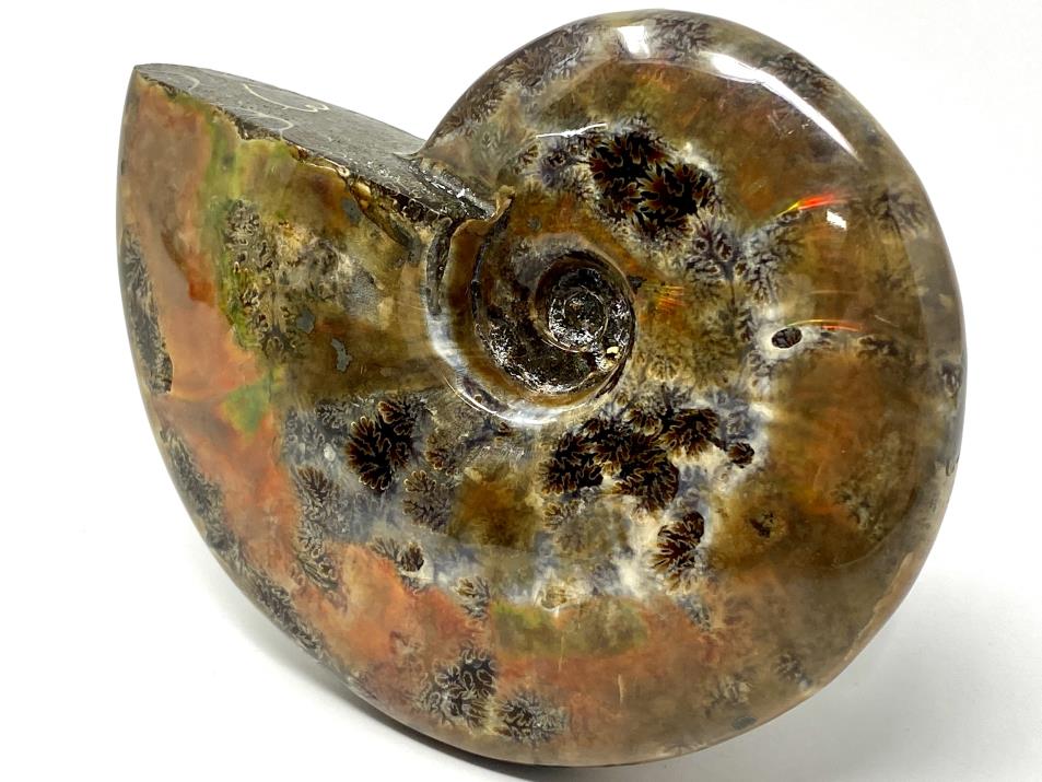 Red Iridescent Ammonite Fossil Large 12.5cm