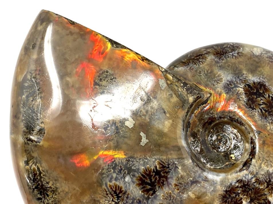 Red Iridescent Ammonite Fossil Large 12.5cm