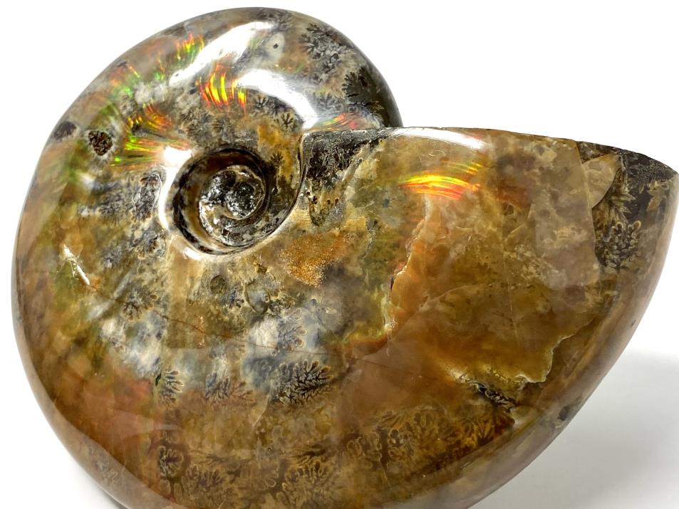 Red Iridescent Ammonite Fossil Large 12.5cm