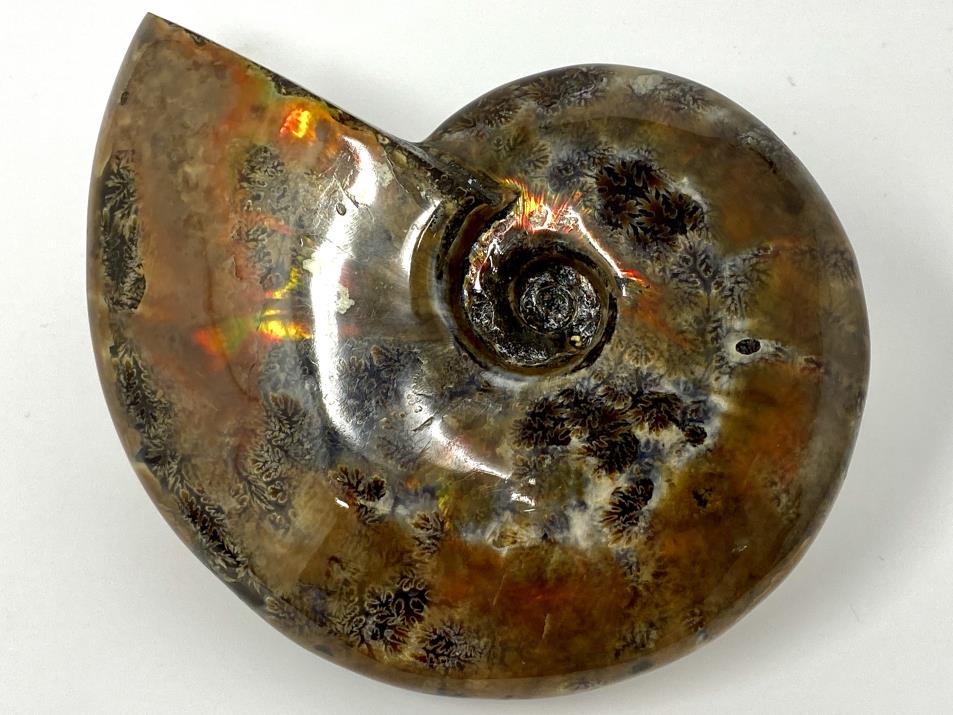 Red Iridescent Ammonite Fossil Large 12.5cm