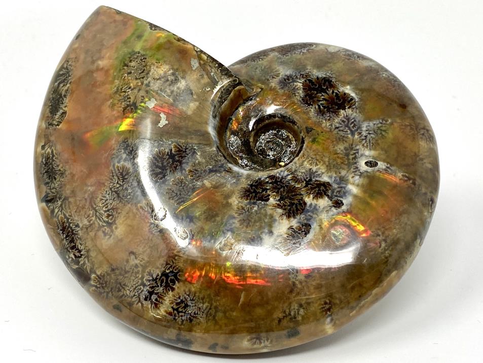 Red Iridescent Ammonite Fossil Large 12.5cm