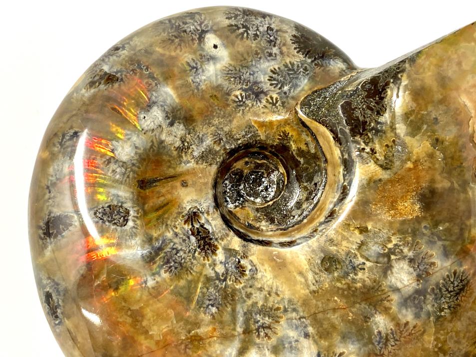 Red Iridescent Ammonite Fossil Large 12.5cm