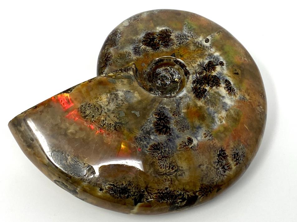 Red Iridescent Ammonite Fossil Large 12.5cm