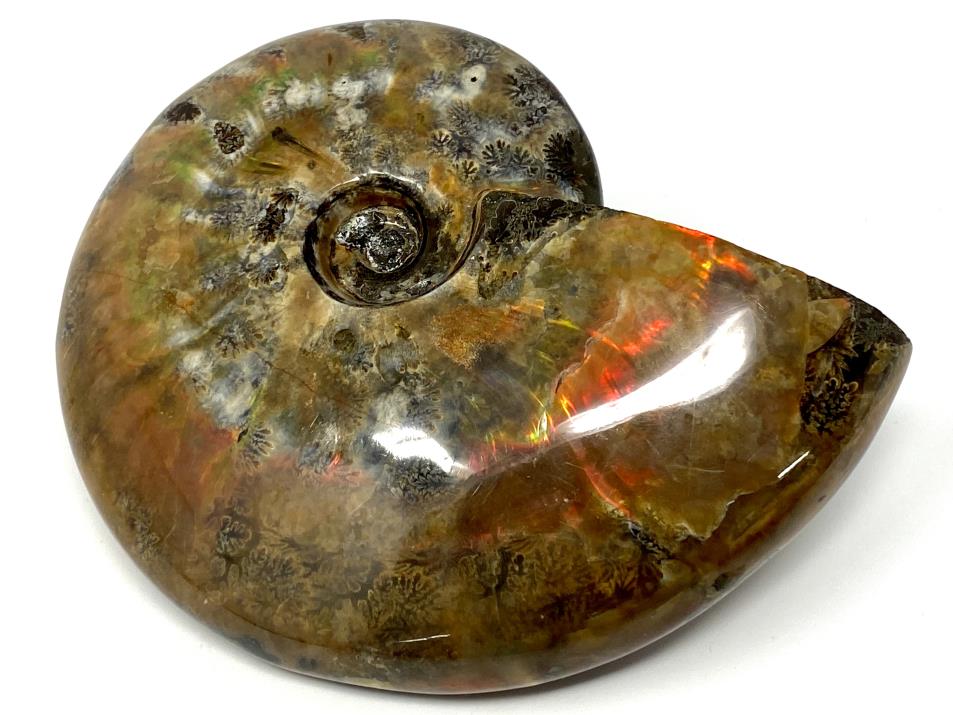 Red Iridescent Ammonite Fossil Large 12.5cm