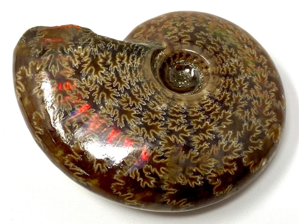 Red Iridescent Ammonite Fossil 5.1cm