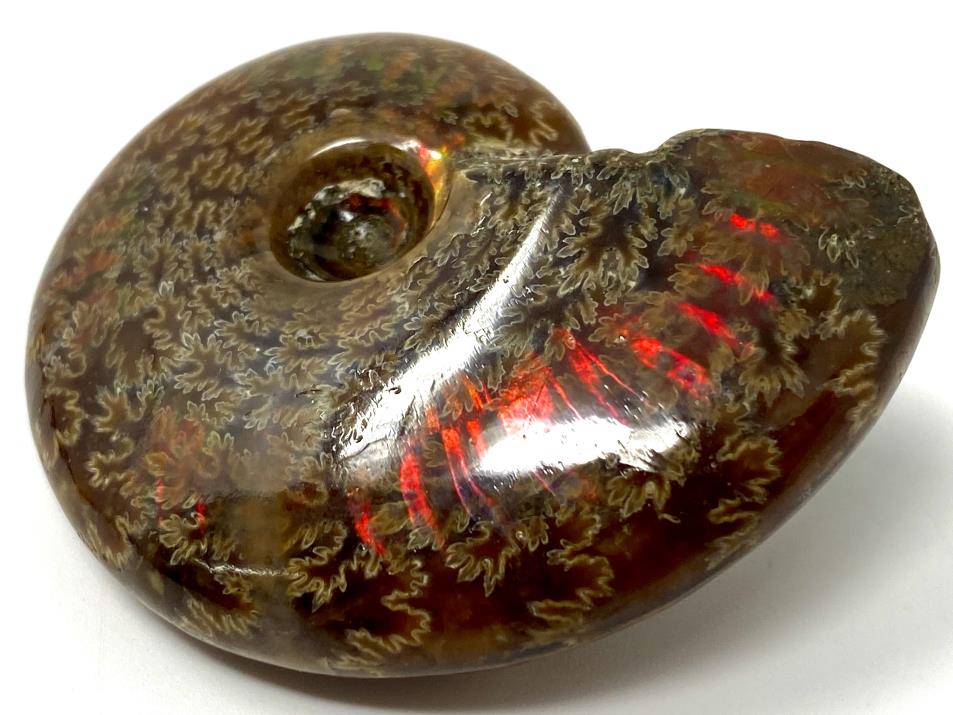 Red Iridescent Ammonite Fossil 5.1cm