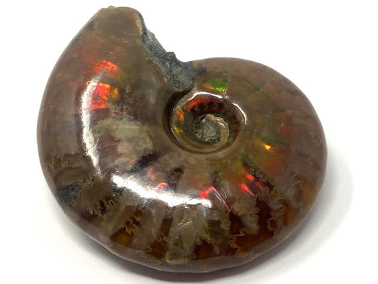 Red Iridescent Ammonite Fossil 4.4cm