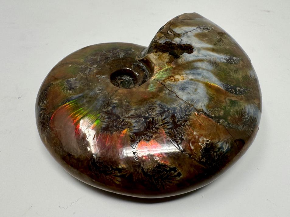 Red Iridescent Ammonite Fossil Large 9cm