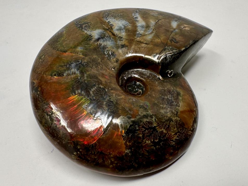 Red Iridescent Ammonite Fossil Large 9cm