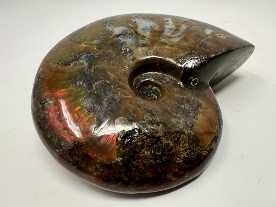 Red Iridescent Ammonite Fossil Large 9cm