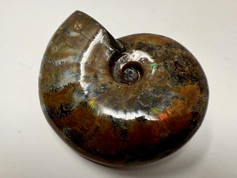 Red Iridescent Ammonite Fossil Large 9cm