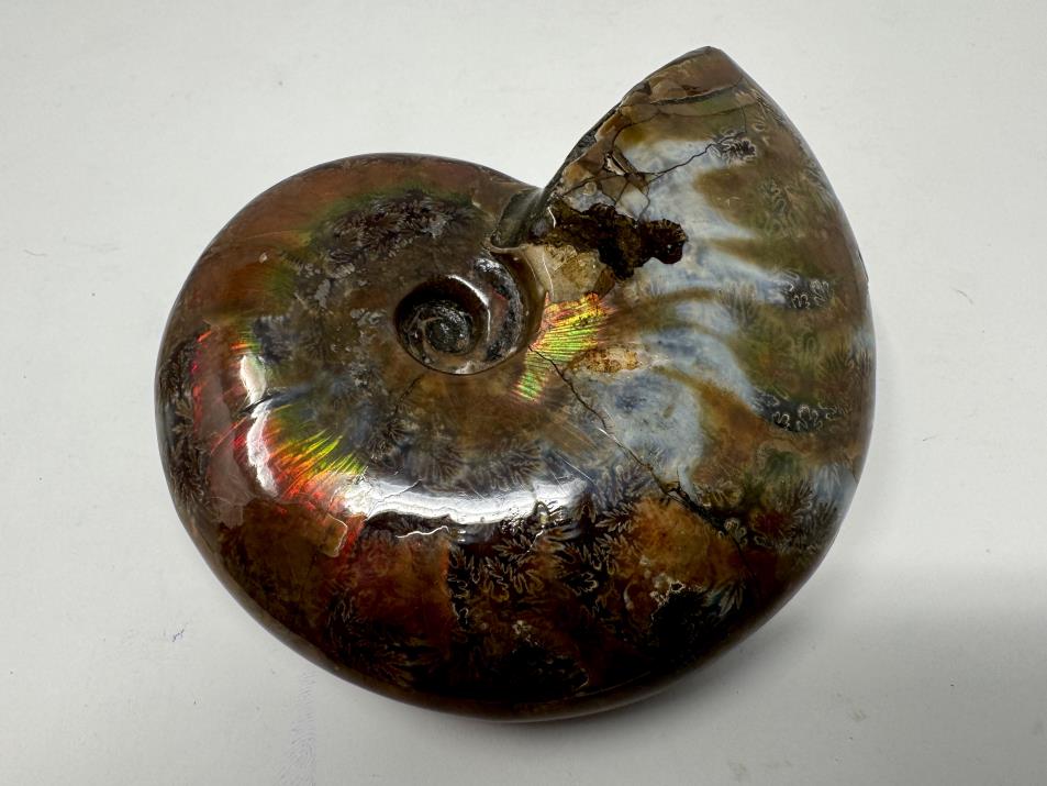 Red Iridescent Ammonite Fossil Large 9cm