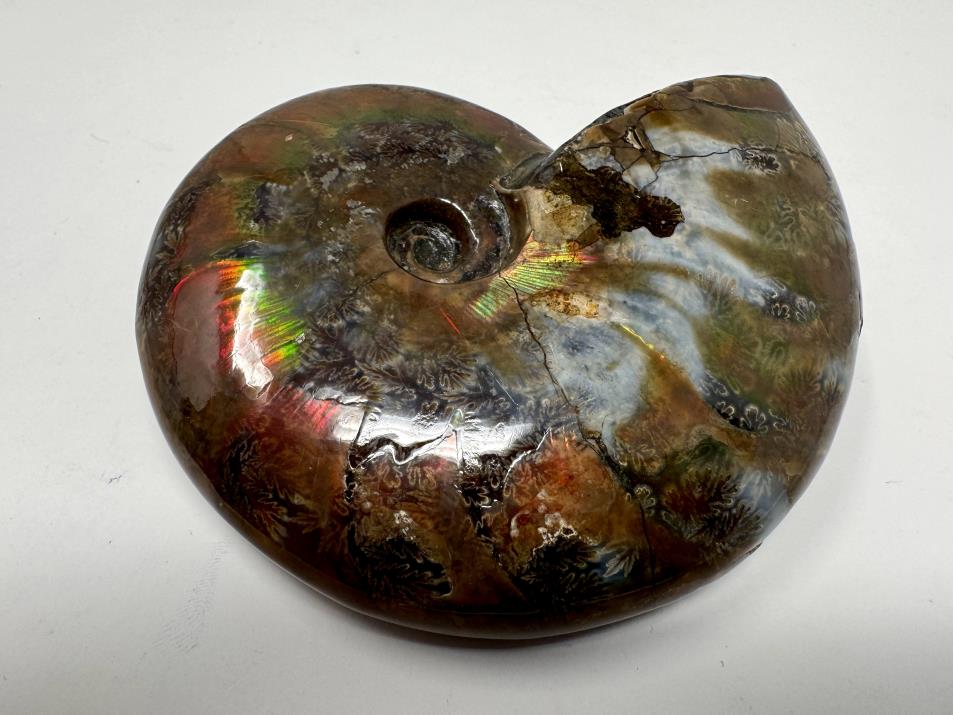 Red Iridescent Ammonite Fossil Large 9cm