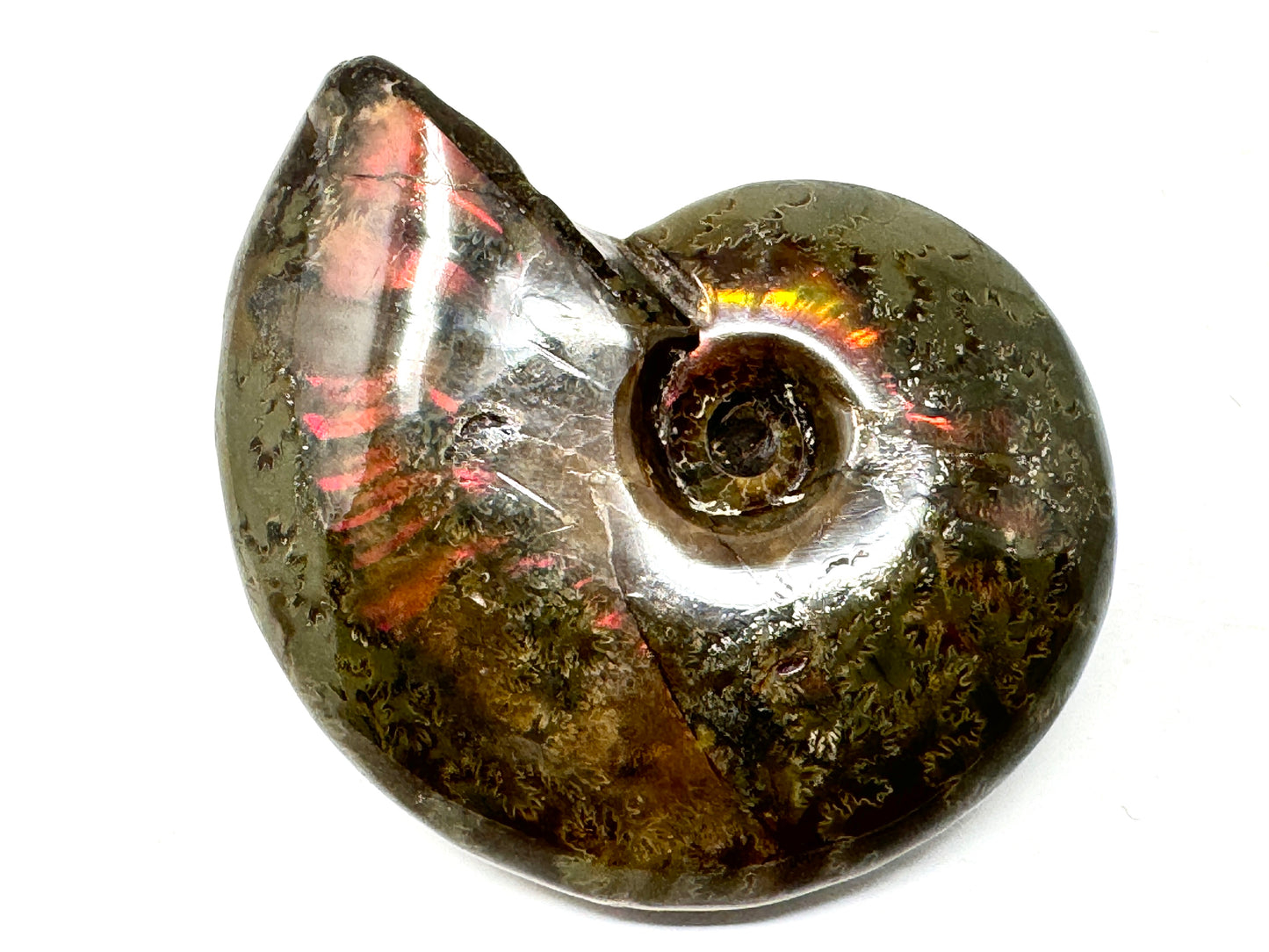 Red Iridescent Ammonite Fossil 5.7cm